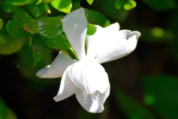 Talea di gardenia