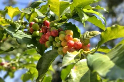 Coffea Arabica