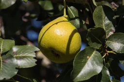 Talea del pero