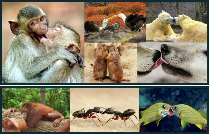 collage animali