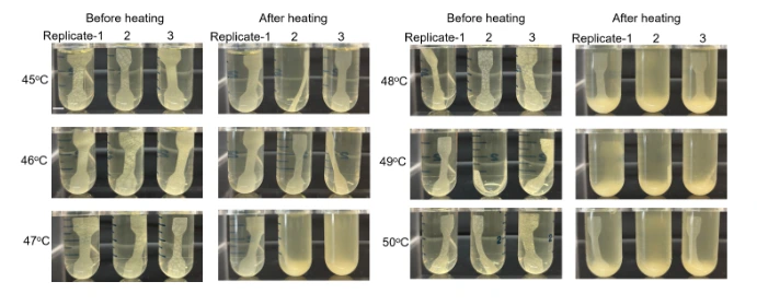 Effetto della temperatura sul rilascio e sulla germinazione delle spore